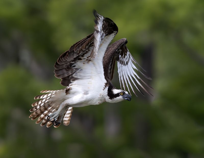 скопа, osprey, florida, флорида, хищные птицы, raptor Osprey in flight - Cкопаphoto preview