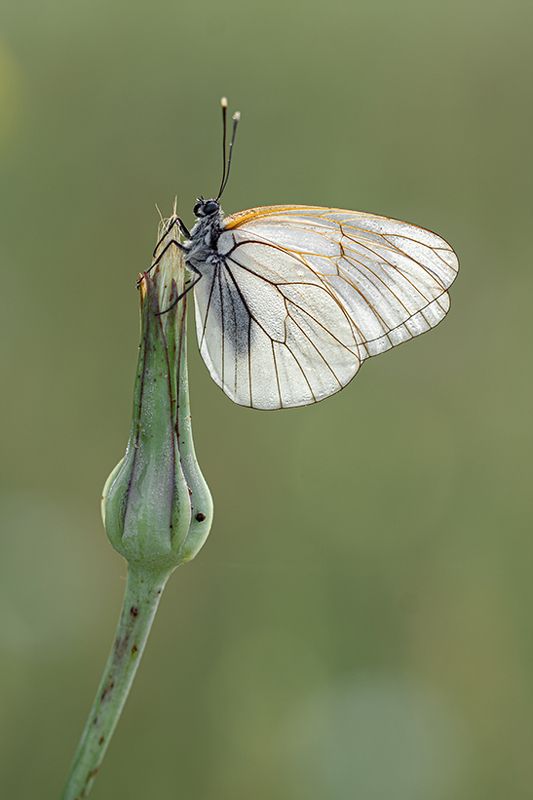 (Aporia crataegi) Овощна пеперудаphoto preview