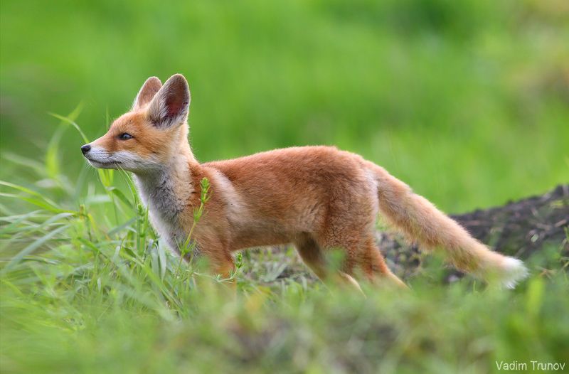 лисёнок,  fox Foxphoto preview