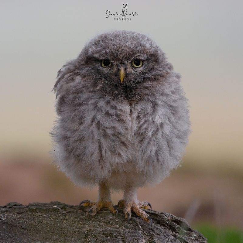 Young little owlphoto preview