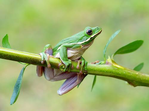 Frog. Зеленая североамериканская Квакша