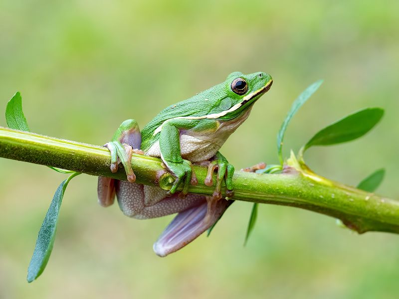frog, лягушка, зеленая североамериканская квакша, макро, квакша Frog. Зеленая североамериканская Квакшаphoto preview