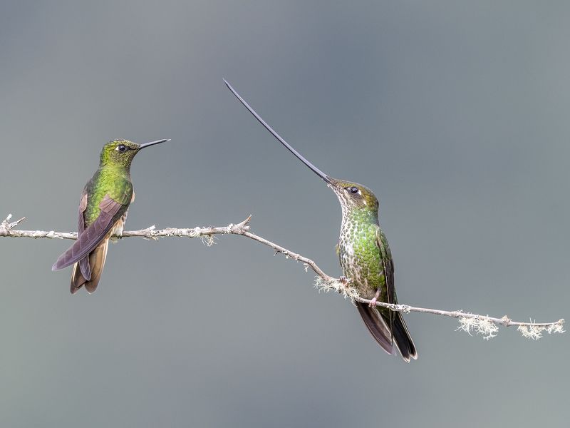 Sword-billed hummingbirdphoto preview