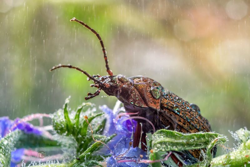 природа, насекомое, макро, летний дождь, лазить, капли, жук, жужелица, дождь, carabidae, Жук и дождьphoto preview