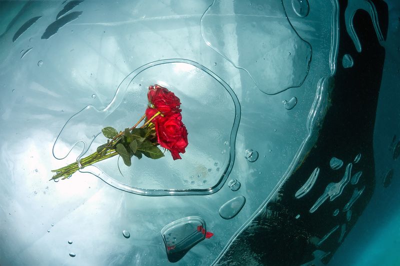 Розы, подледная съемка, Байкал Ледяной арт фото превью