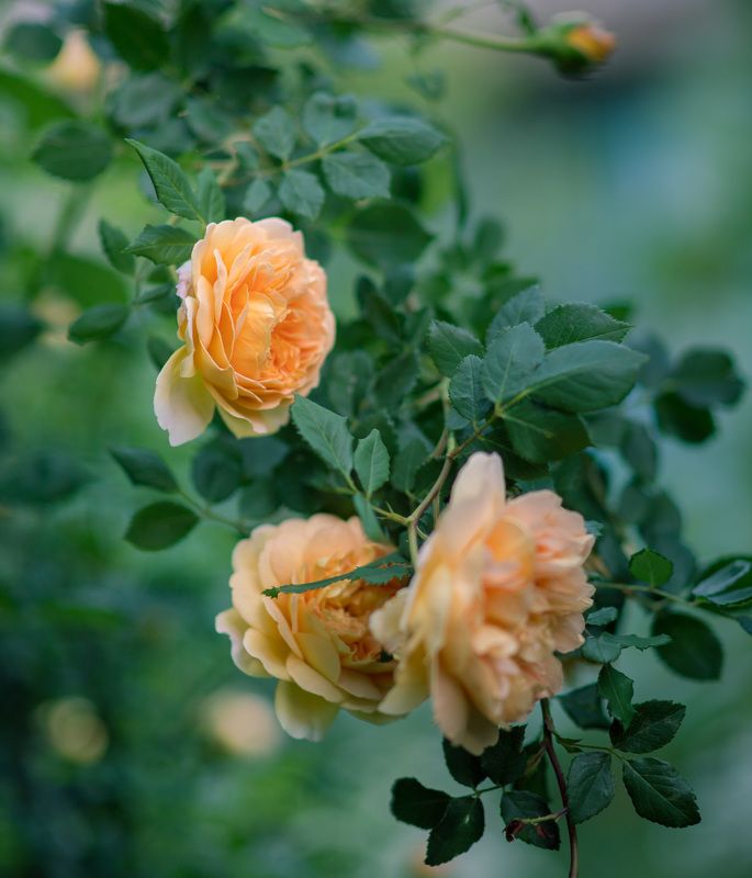 flowers, garden, golden celebration, rose, цветы, садовые, роза Golden Celebration® (AUSgold)photo preview