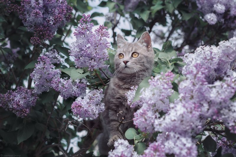 весна, май, кот, цветы, сирень, смешные животные, ***photo preview