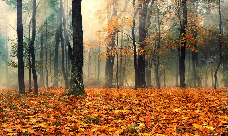 утро лес туман лучи солнце осень клен стволы свет тень листья ///photo preview