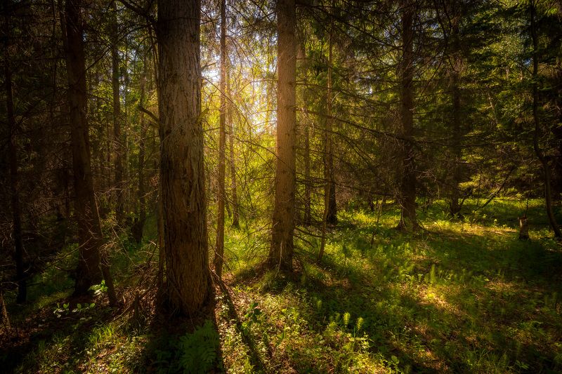 лес солнце лето деревья природа урал Солнце в лесуphoto preview