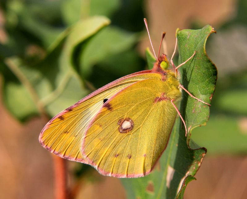 Бабочка желтушка луговая