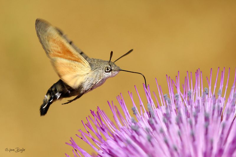 #moth #macro #macrohotography #nature #closeup #northcyprus Hawkmothphoto preview