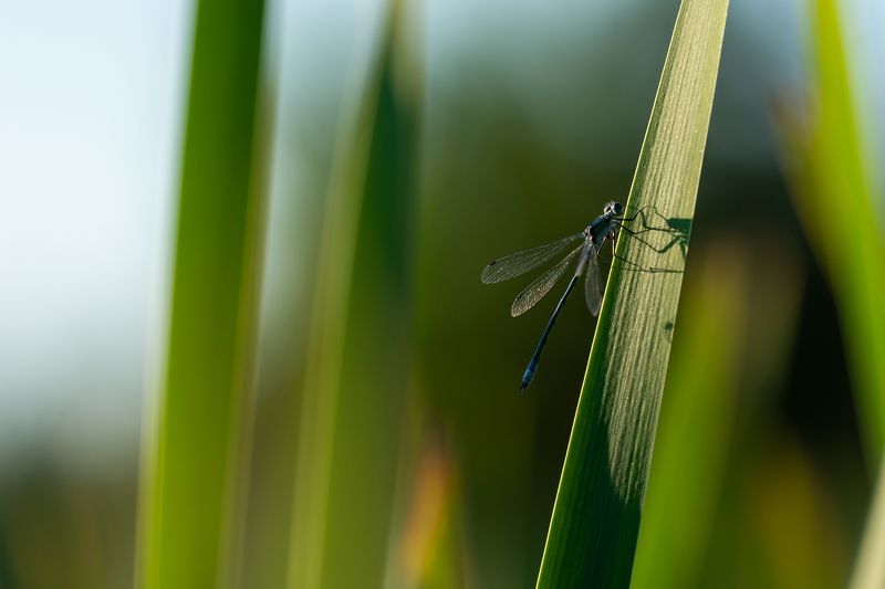 dragonflyphoto preview
