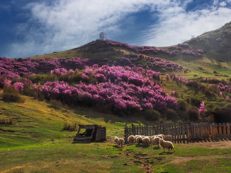 Алтайская веснаphoto preview