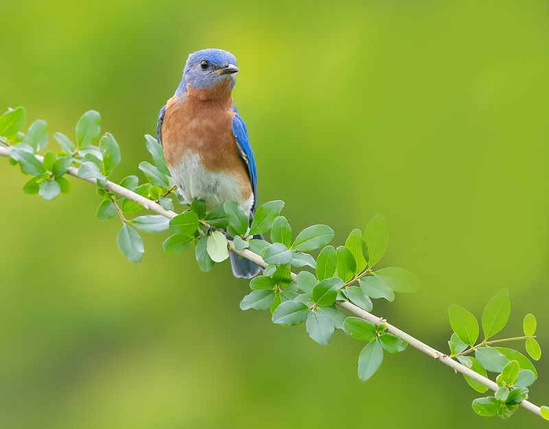 Eastern Bluebird male -Восточная сиалия самец