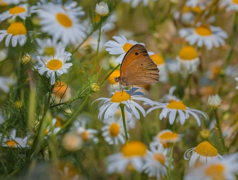 белгородская область, лето, июль, ромашки, насекомые, бабочка, пчела, цветы, цветение, макро, белое, жёлтое, ромашка, Ромашковый нектар.photo preview