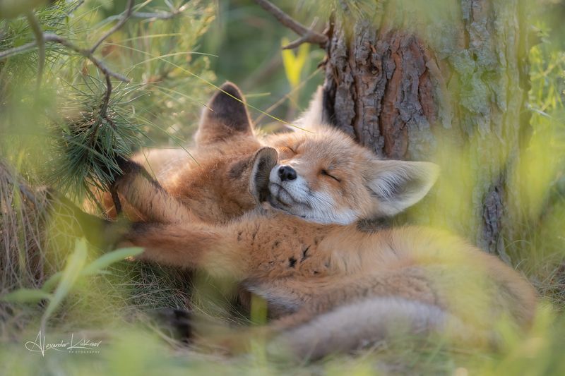 животные,лиса,лисята,лисёнок,лето,лес Тёплые сны...photo preview