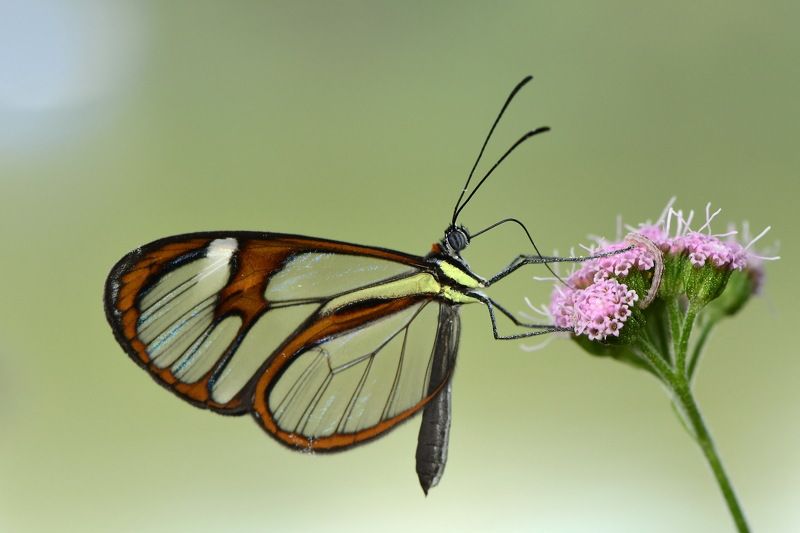 borboleta, denis moura,  mogi das cruzes,  brasil Borboleta фото превью
