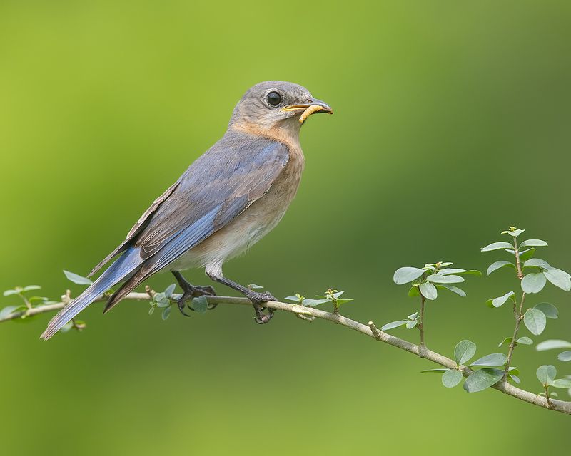 Eastern Bluebird female -Восточная сиалия. самка
