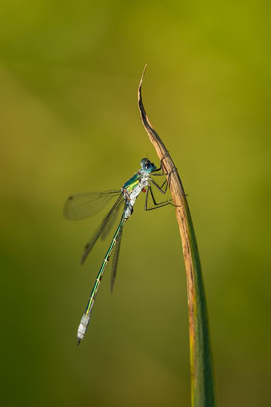 Early morning dragonfly in the grassphoto preview