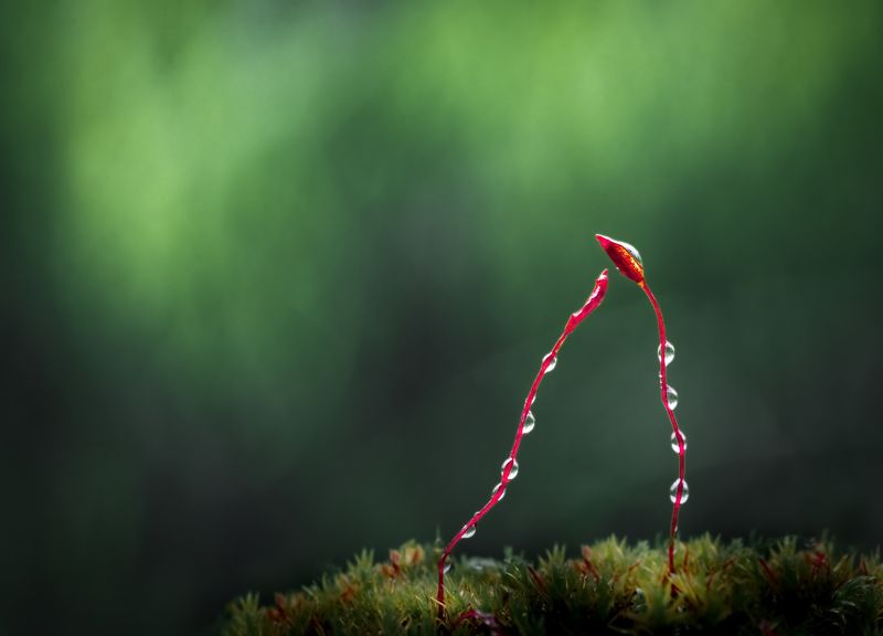 grass, moss, lichen, wet, rain, drops, drop, dew, morning, artistic Monsoon love фото превью