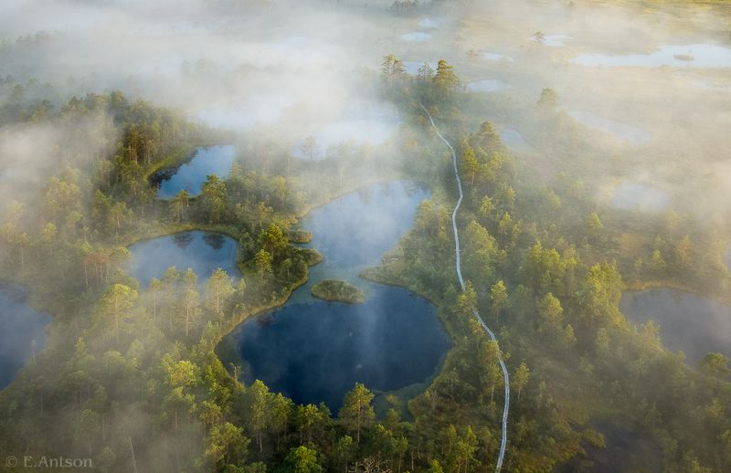 пейзаж, природа, болото, эстония Дорожка в Царство Туманов фото превью