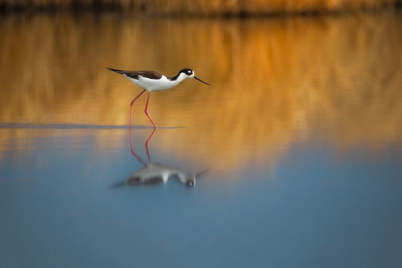 wildlife, animal, bird, mirror, lake, water, reflection, detail, autumn, spring, strolling Strolling фото превью