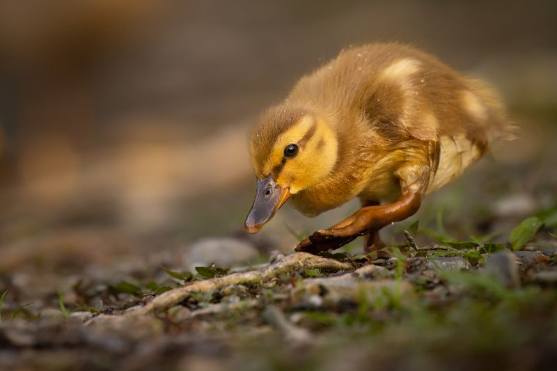 Duckling фото превью