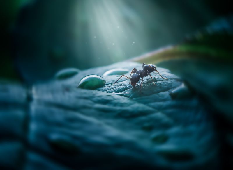 муравей, насекомое, макро, природа Таинственность фото превью