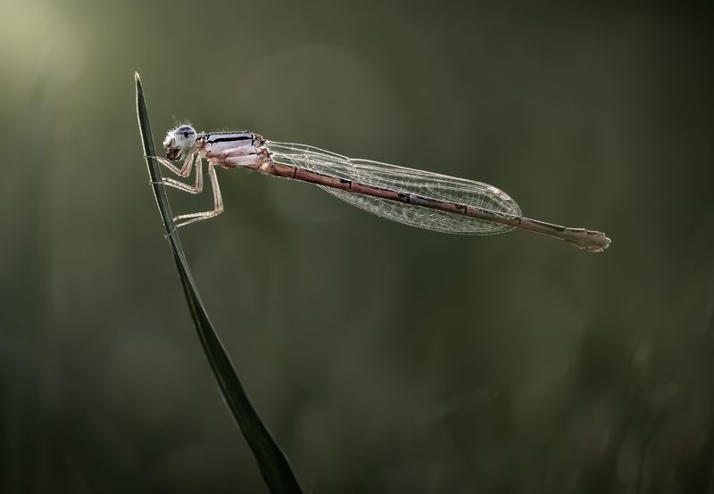 damselfly, dragonfly, insect, grass, sunset, dusk, evening, bug, macro, blade, grassland, Hanging out фото превью