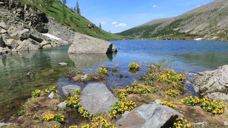 калужницаболотная,озеро,природа,лето,алтай Калужница болотная у озераphoto preview
