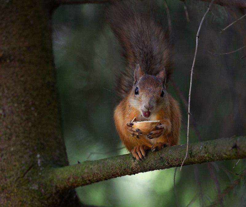 белочка, орех, природа, squirrel, nuts, forest,nature Белочка с орехом фото превью