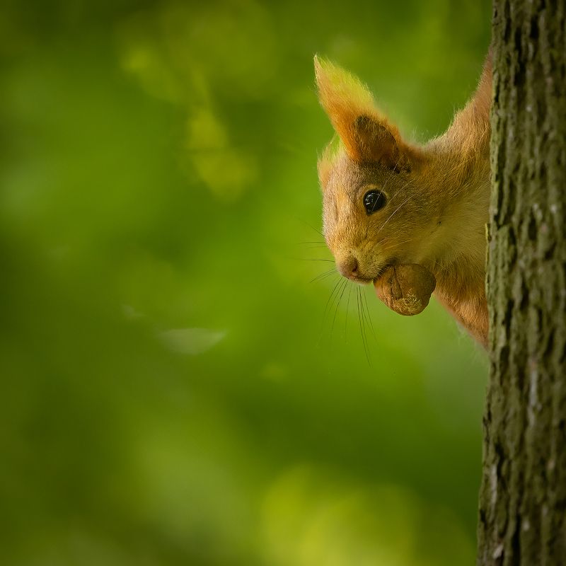 Squirrel фото превью