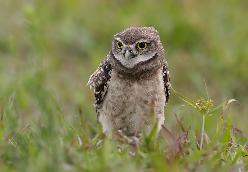 кроличий сыч, florida, burrowing owl, owl, флорида,сыч Молодой сыч - Burrowing Owl фото превью