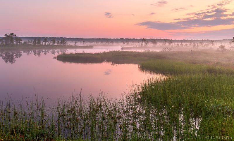 пейзаж, природа, болото, эстония Утро раннее с зарёю фото превью