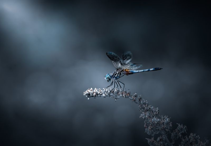 damselfly, dragonfly, insect, grass, sunset, dusk, evening, bug, macro, blade, grassland, Dreamscape фото превью