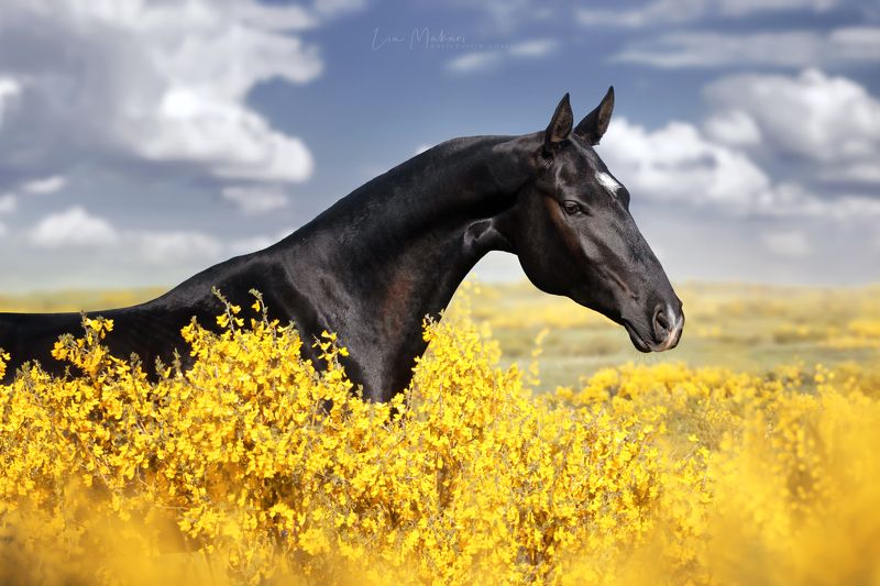 Лошадь Акира фото превью