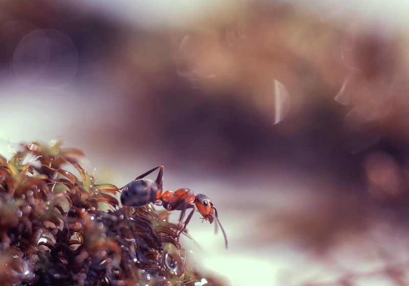 ***муравьишка фото превью