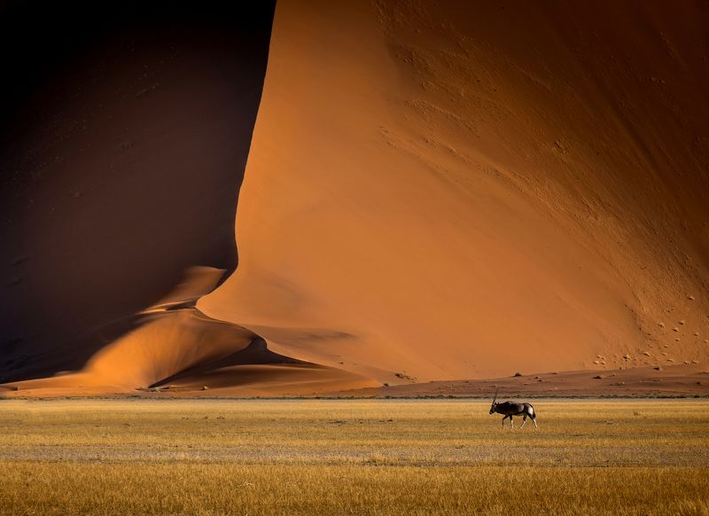 намибия, нд, соссусфлей, орикс, дюна, намиб, пустыня, sand, desert, namibia, fujifilm xt3, namib, dunes, africa Орикс и Дюнаphoto preview