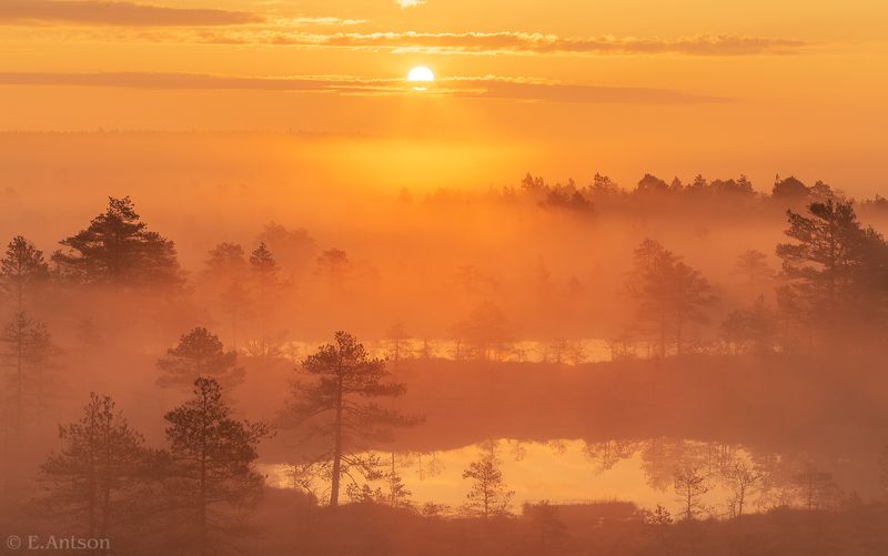 пейзаж, природа, болото, эстония Золотой рассвет фото превью