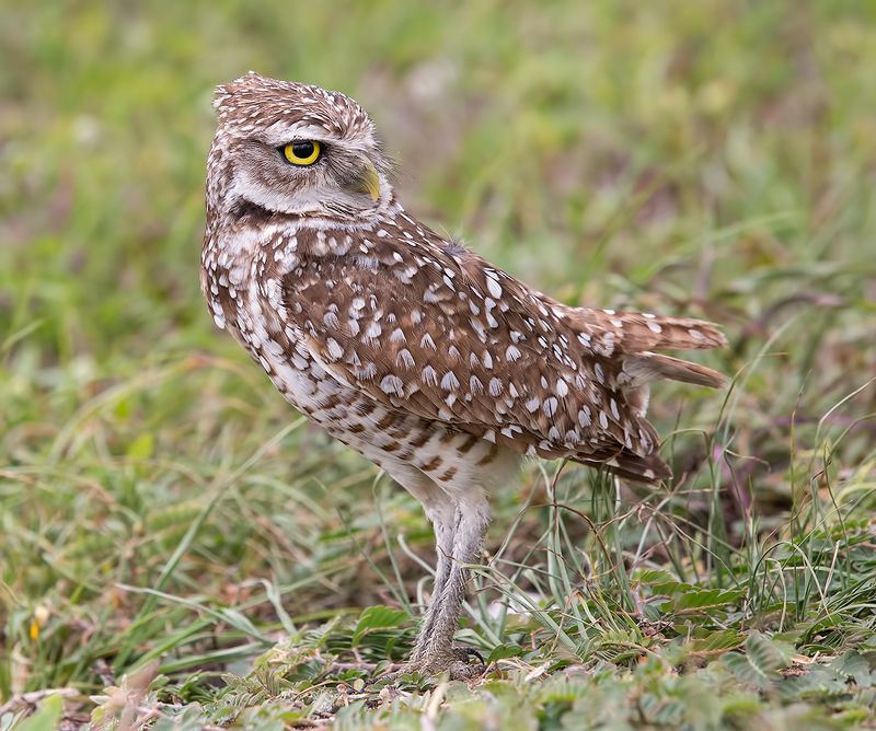 кроличий сыч, florida,burrowing owl, owl, флорида,сыч Сыч - Burrowing Owl фото превью
