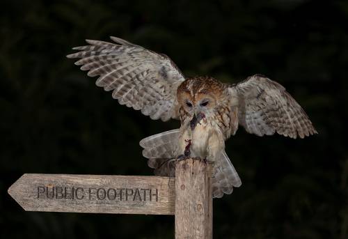 Tawny Owl with prey