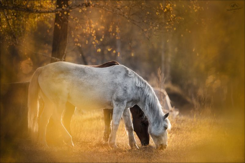 Алтай, осень, Горный Алтай, Мульта, лошадь, лошади, horse, фототур на Алтай, Уймонская степь Алтайская осеньphoto preview
