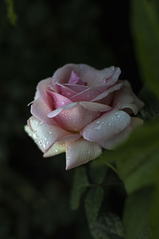роза, цветы, капли, сад, После дождяphoto preview