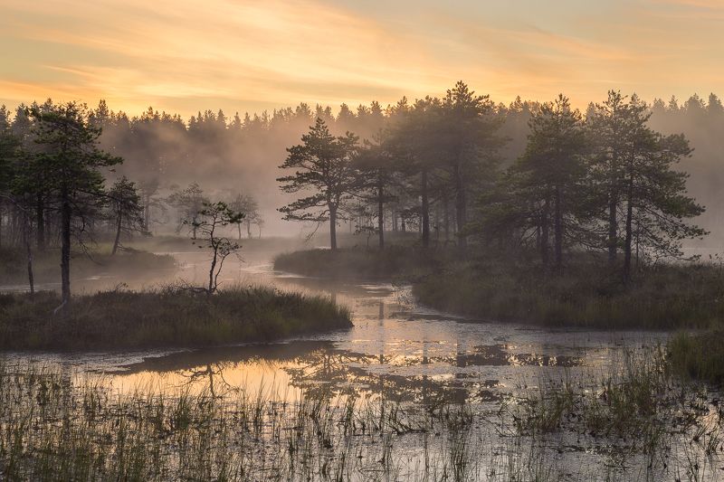 Ленинградская область Золотистое утро на болотных топяхphoto preview