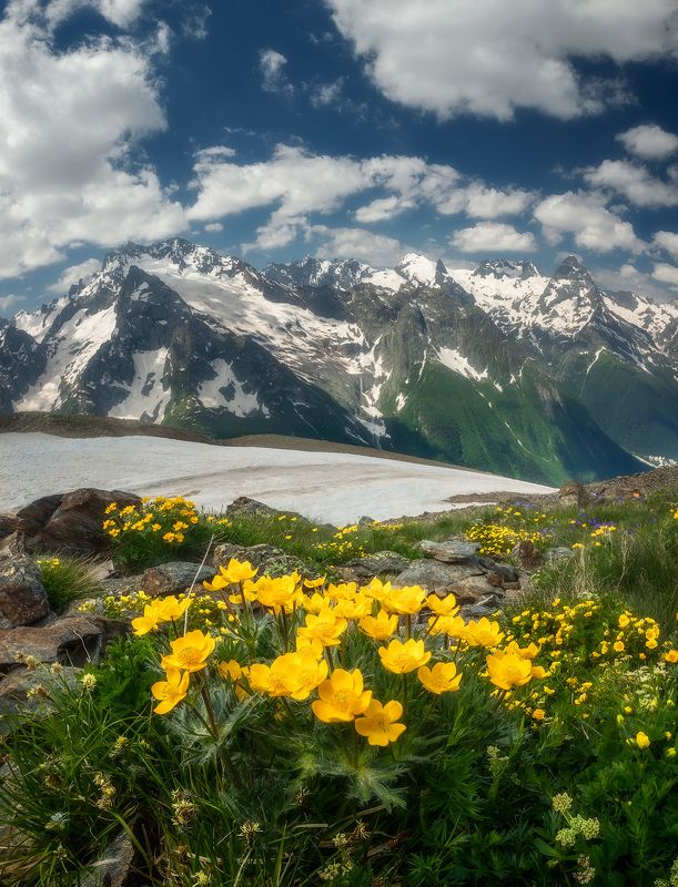 кавказ, горы, цветы ***photo preview