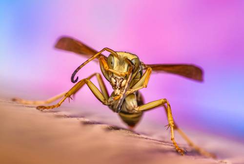 Disco Wasp