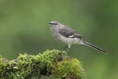 Northern Mockingbird - Многоголосый пересмешник