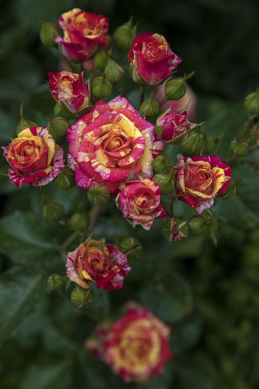 цветы, розы, сад, лето Сезонный натюрмортphoto preview