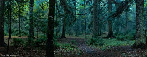 Прогулка по туманному лесу.