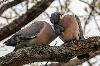 Голубь вяхирь. Вяхирь (Columba palumbus ).